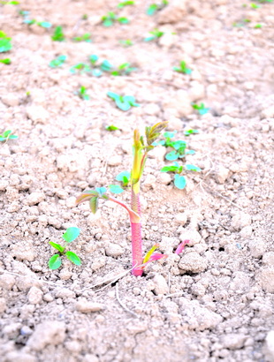 种植后管理