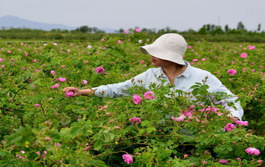 鲜花采收