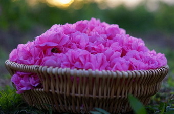 1984年法国在甘肃苦水地区连续三年种植国外玫瑰